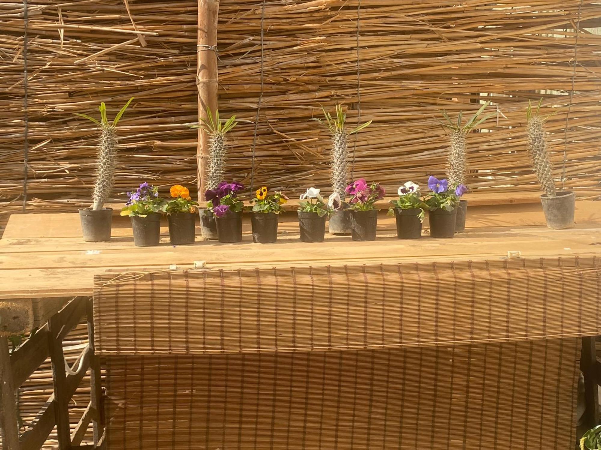 Airport Rooftop Club Luxurious Rooms And Studios Каир Экстерьер фото